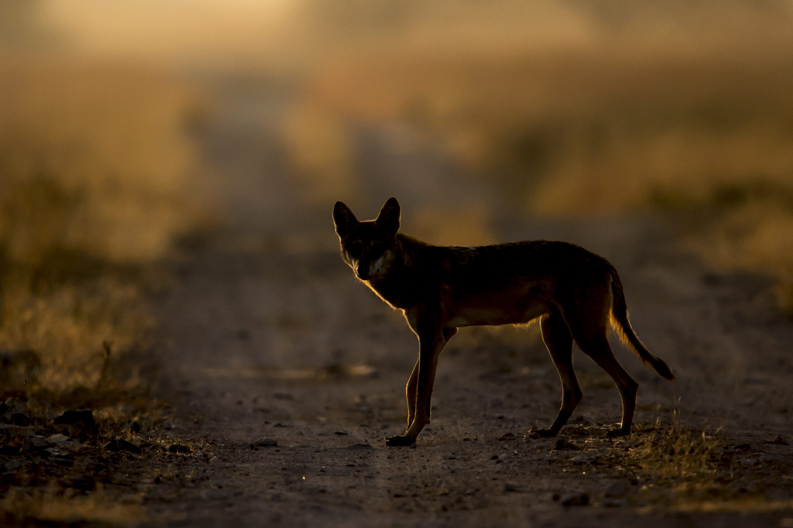 Deserts, Lions & Dunes gallery image 5