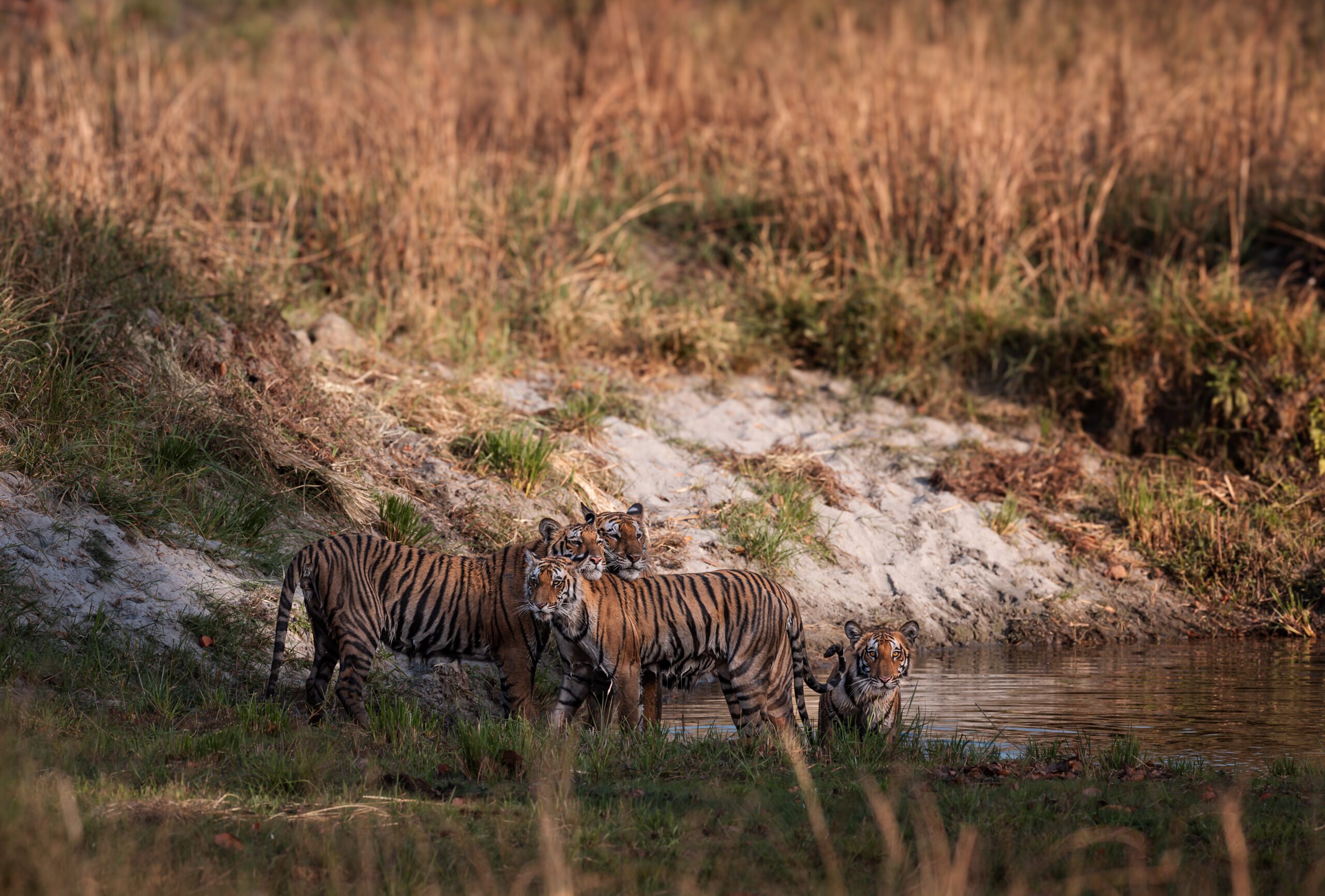 Terrific Terai gallery image 8