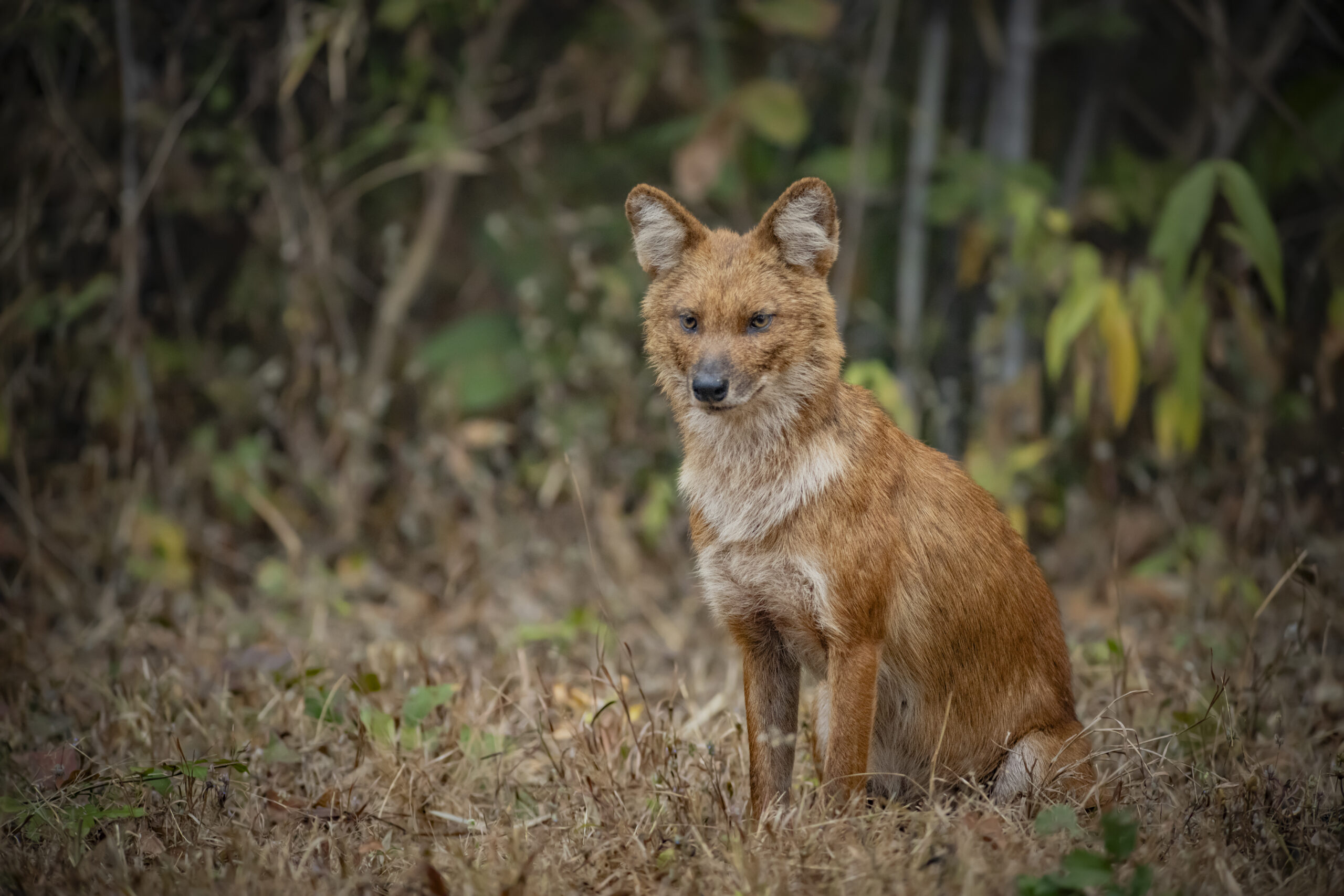 Central India’s Six-Park Safari gallery image 7