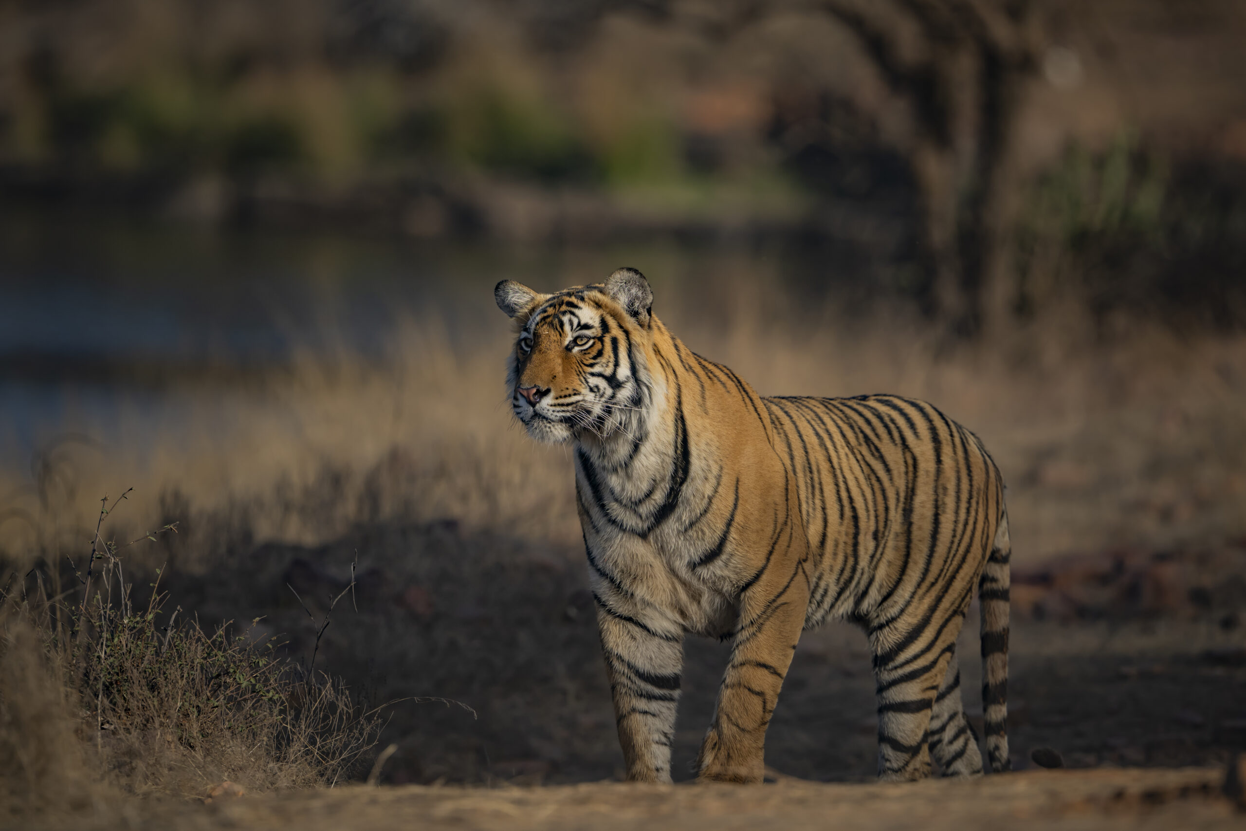 Golden Triangle & Tiger Safari gallery image 7