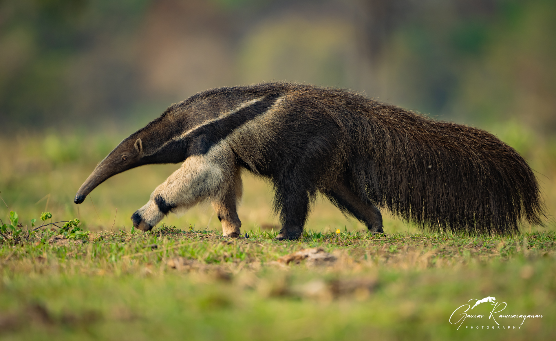 The Pantanal Wetlands gallery image 8