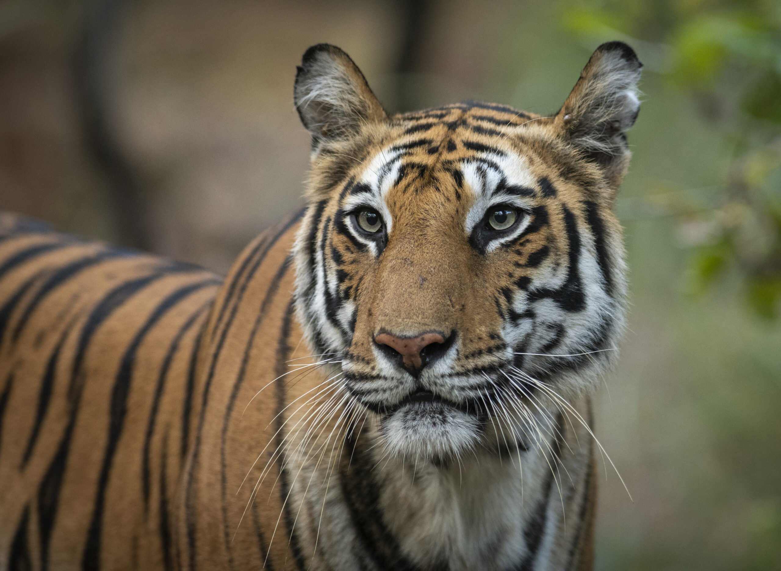 Bandhavgarh gallery image 9