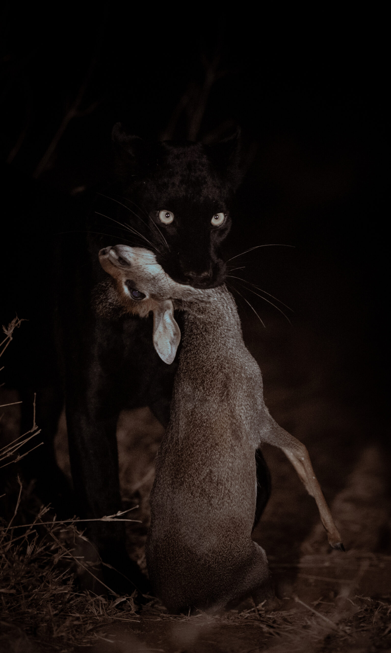Laikipia Black Leopard Expedition gallery image 8