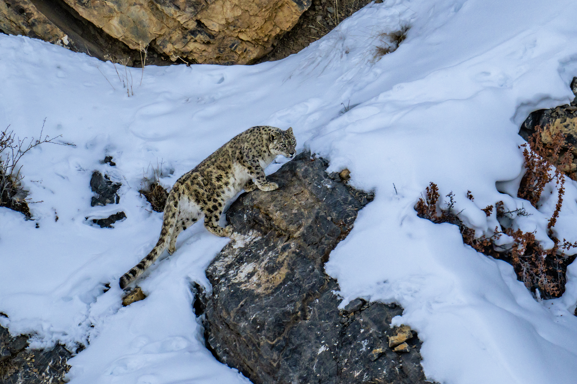 Big Cats of India gallery image 9