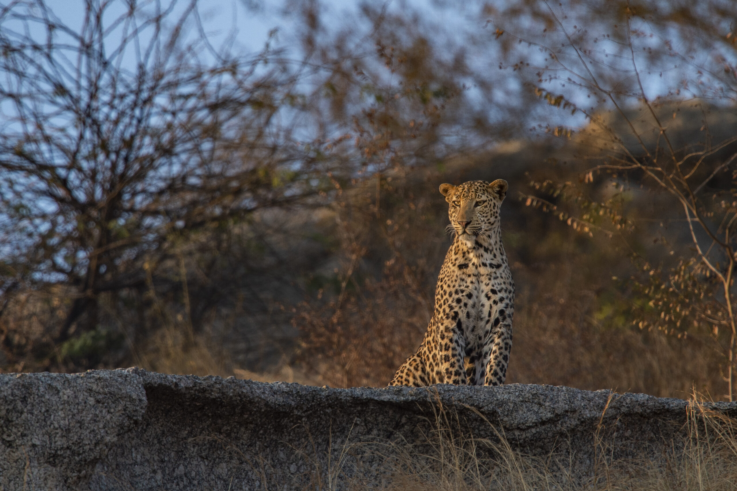 India’s Small Cats Safari gallery image 7