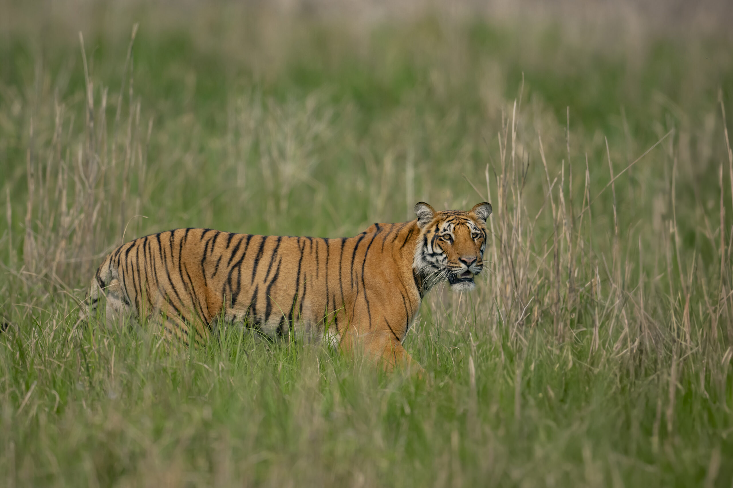 Uttarakhand Wildlife Circuit gallery image 8