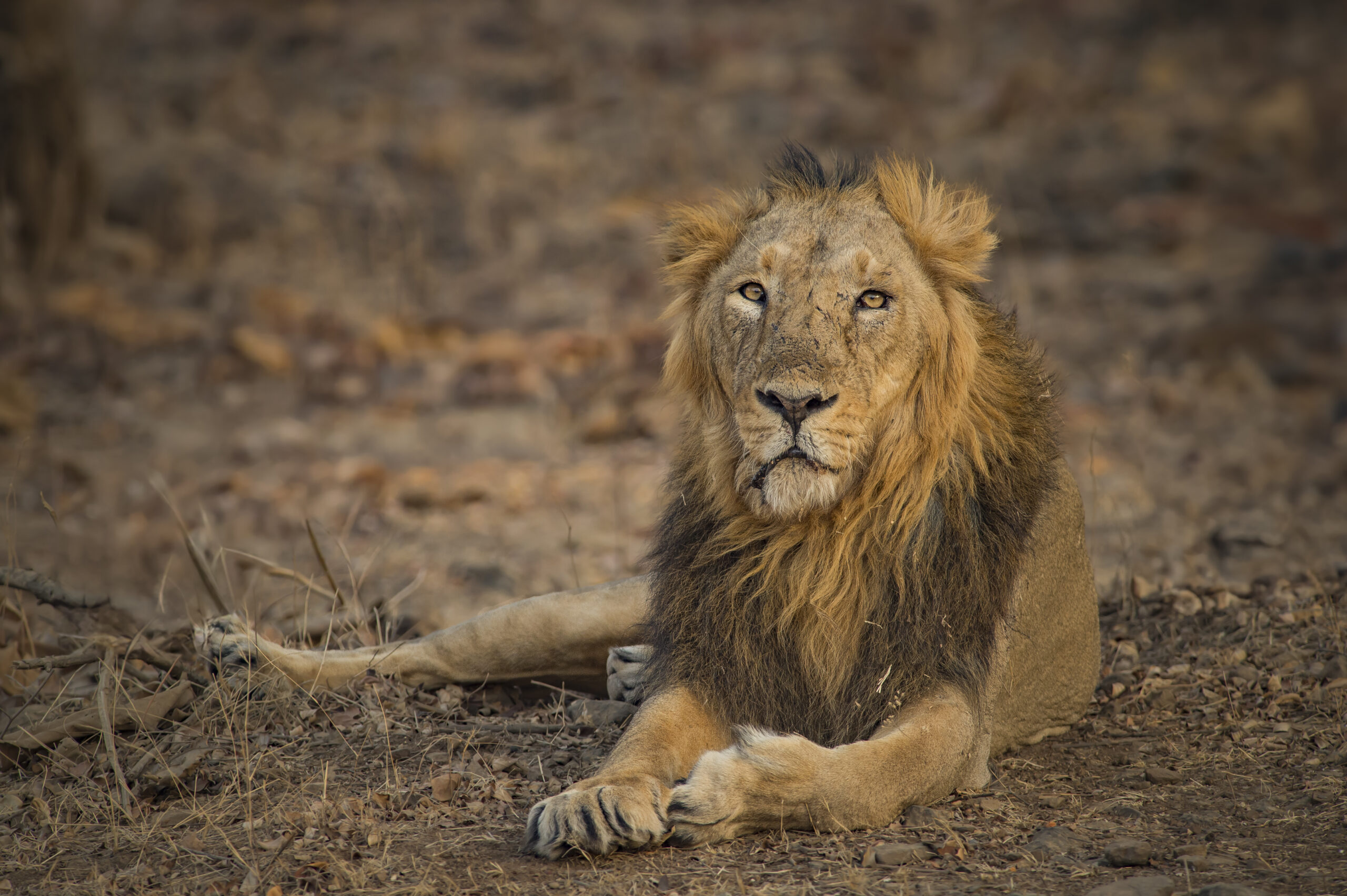 India’s Big Five Safari gallery image 9
