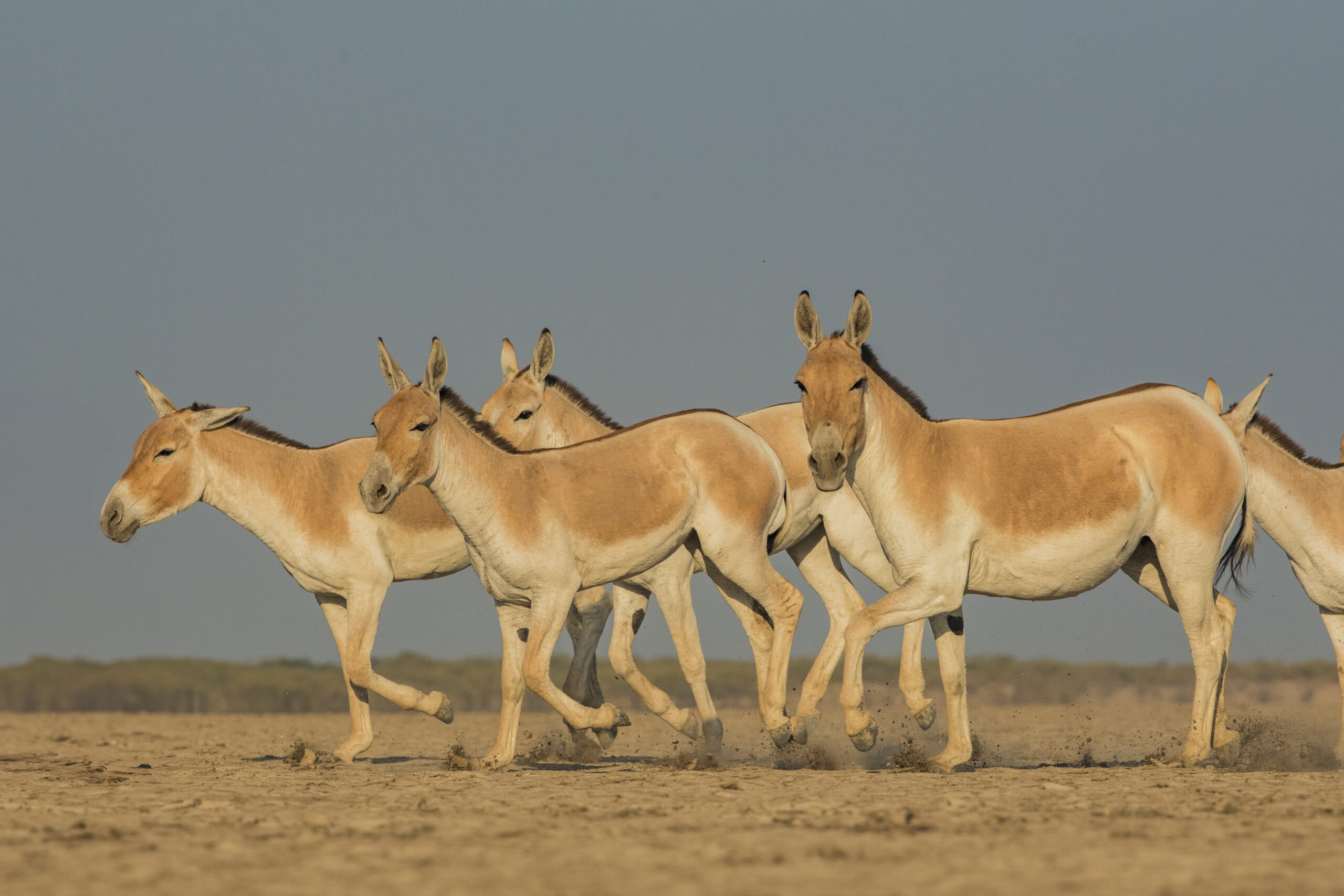 Deserts, Lions & Dunes gallery image 6