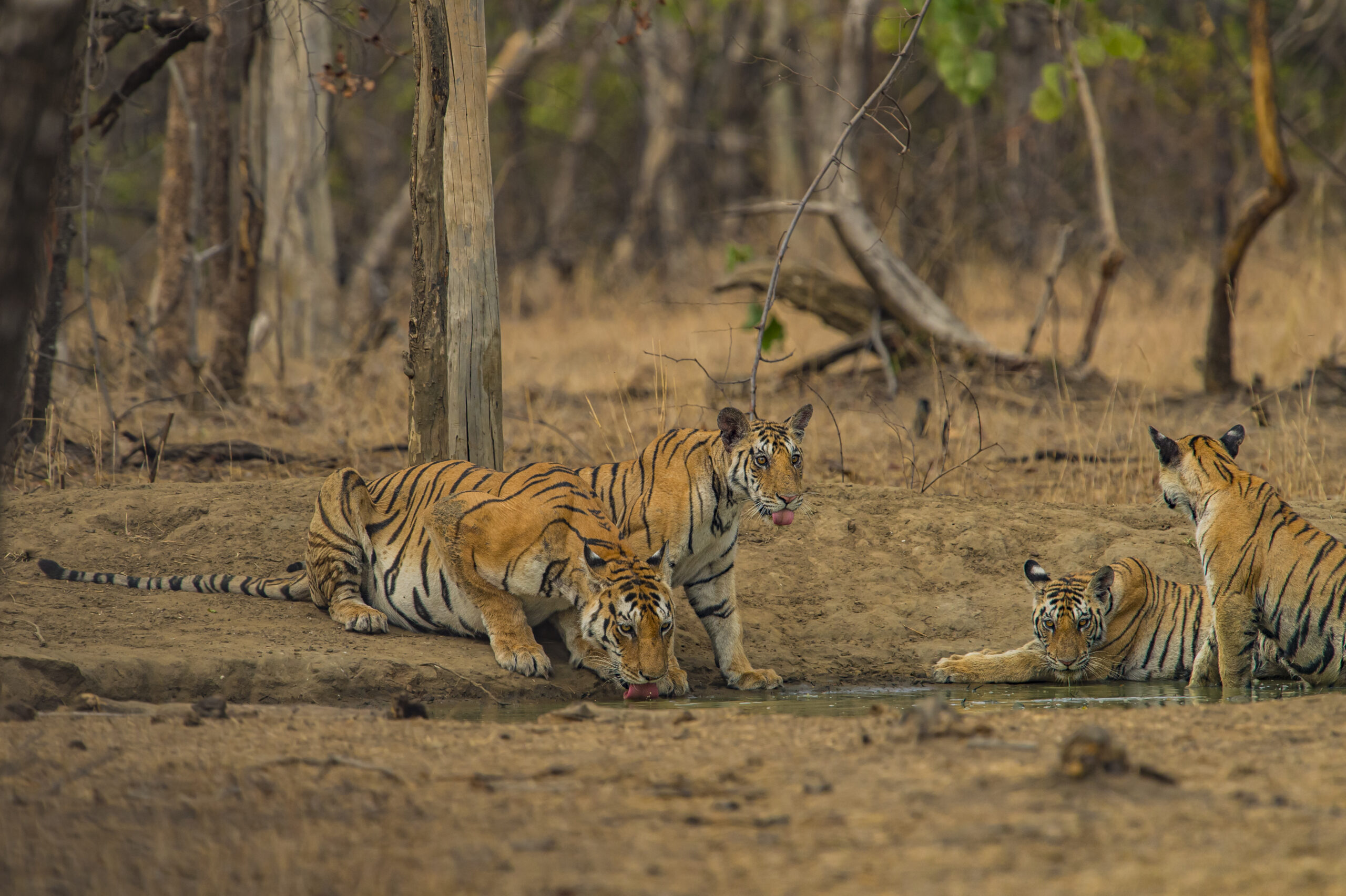Central India’s Six-Park Safari gallery image 8