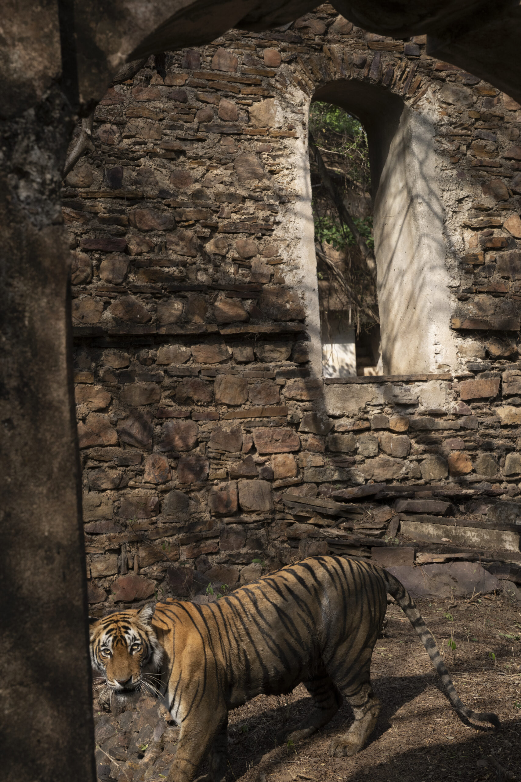 Golden Triangle & Tiger Safari gallery image 8