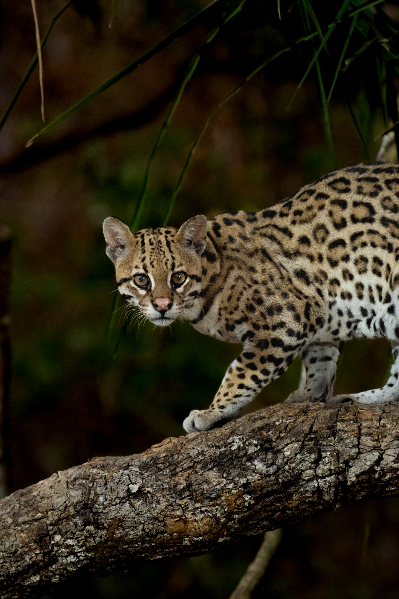 The Pantanal Wetlands gallery image 9