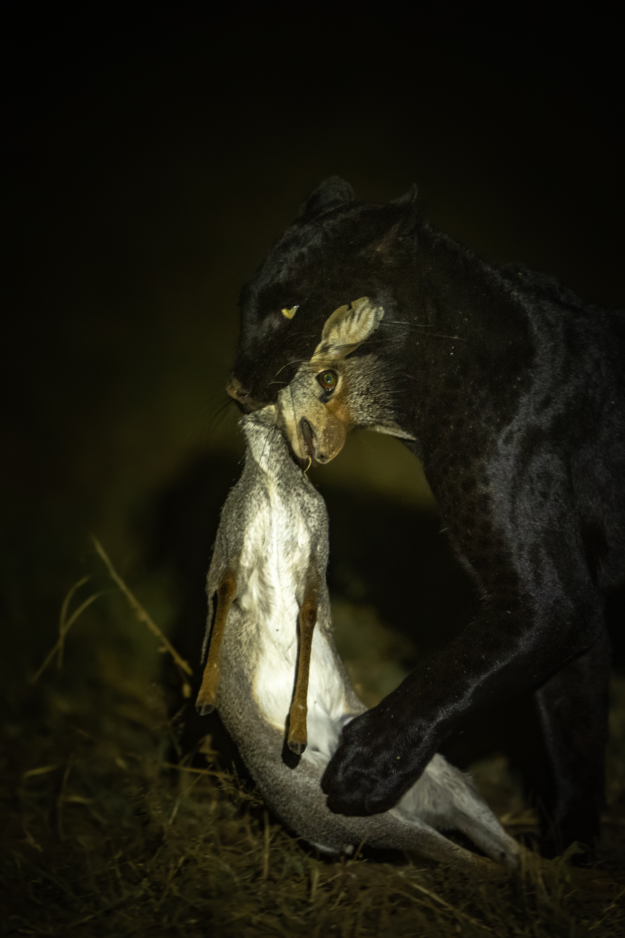 Laikipia Black Leopard Expedition gallery image 9