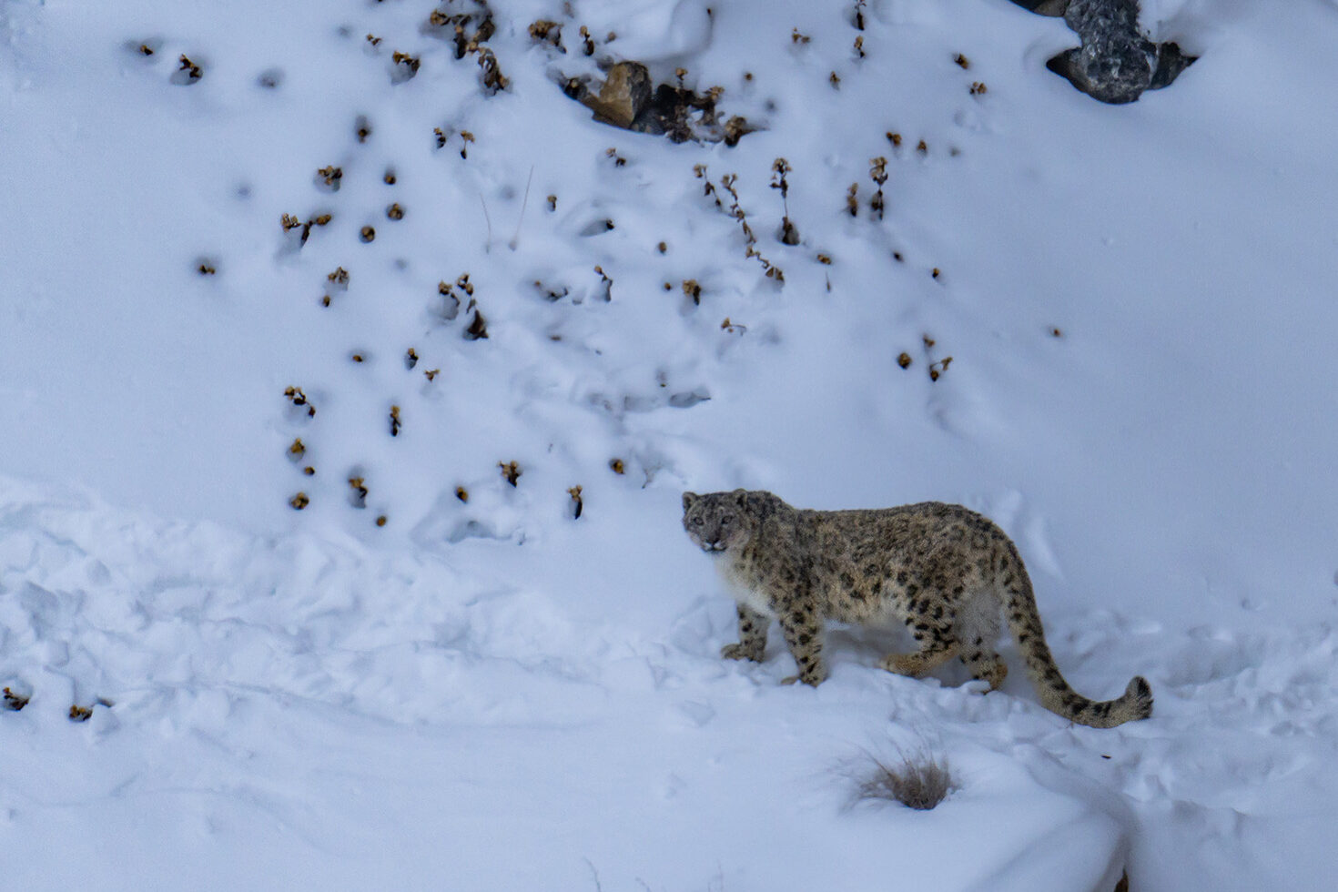 What to Pack for a Snow Leopard Safari gallery image 4