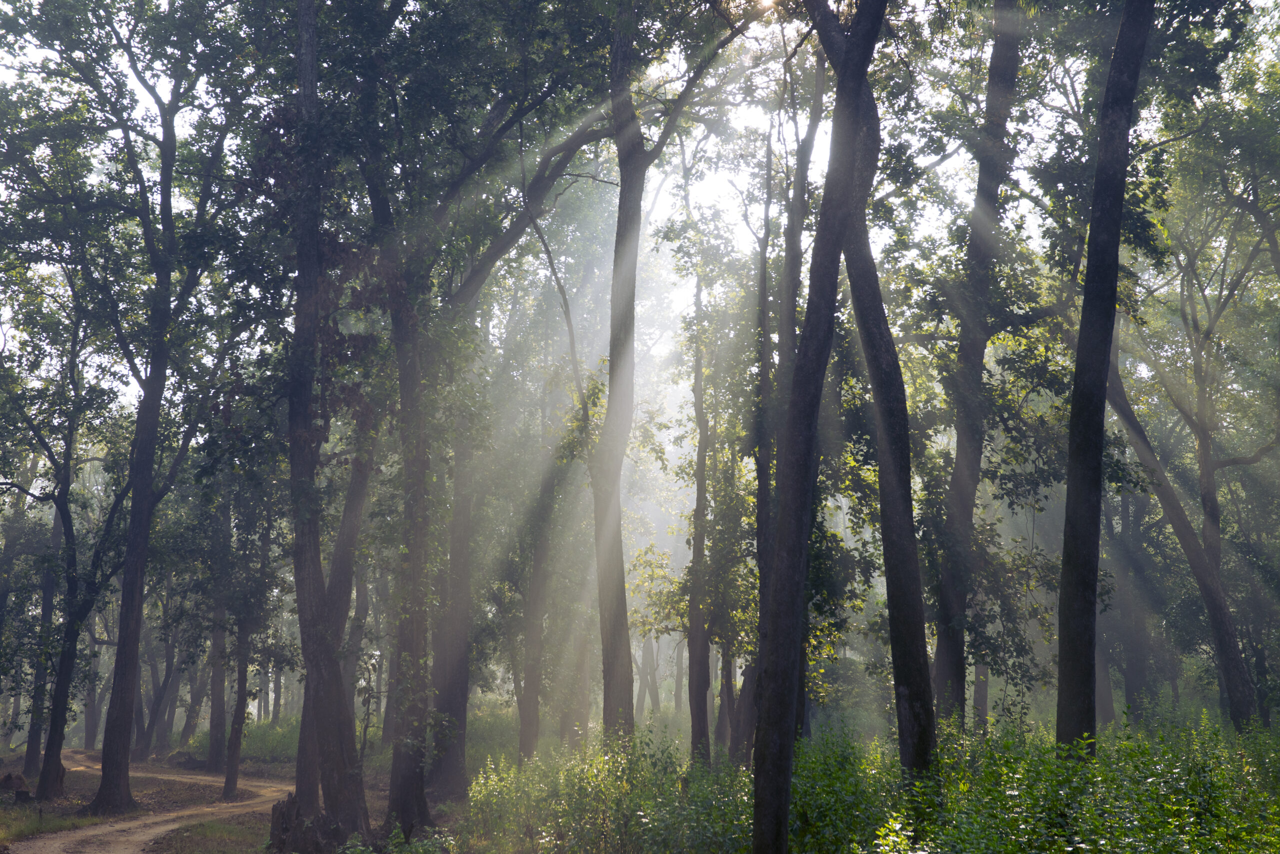 Kanha gallery image 3
