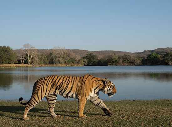 Golden Triangle & Tiger Safari gallery image 1