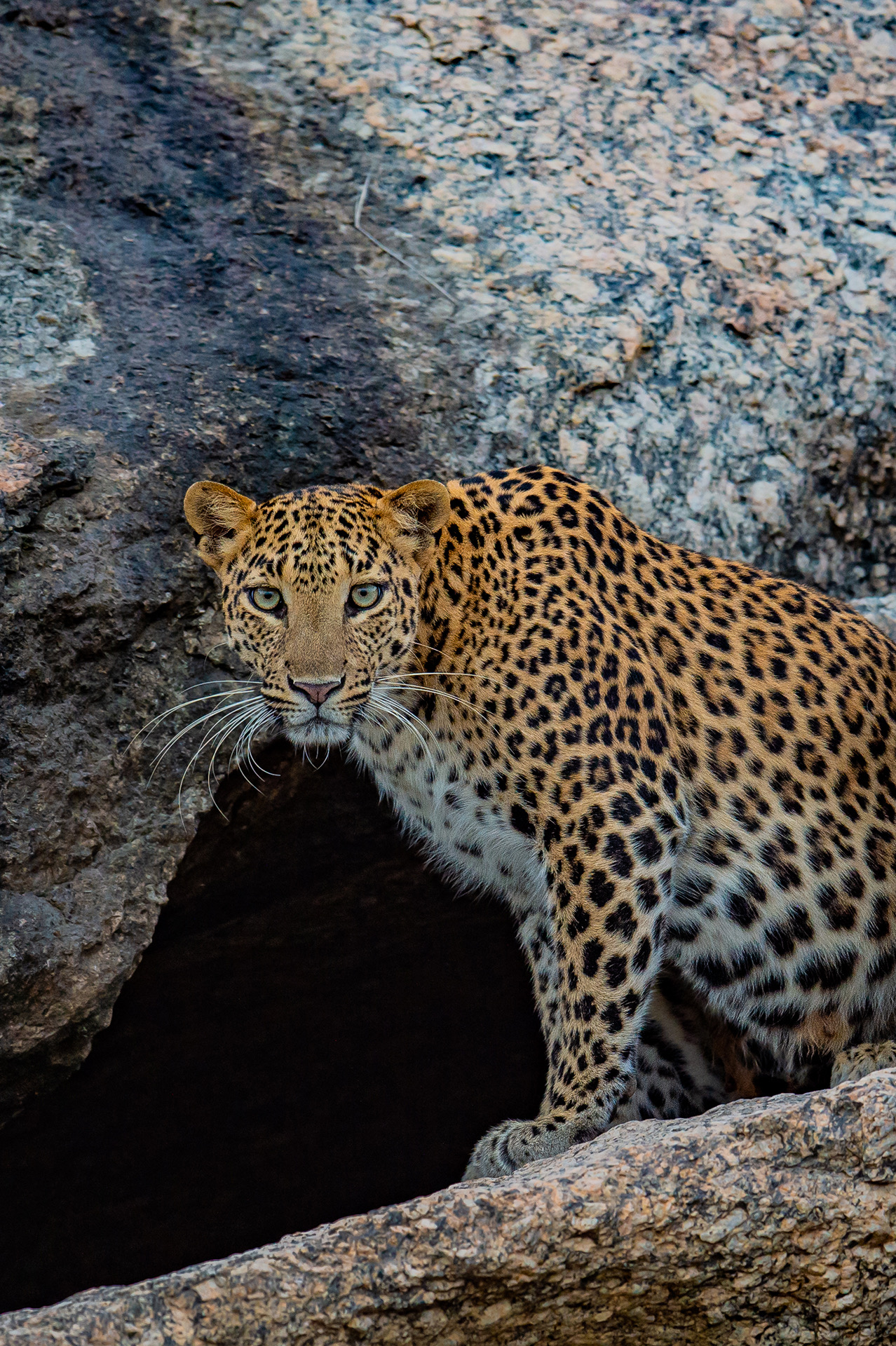 Leopard at a cave mouth in Jawai