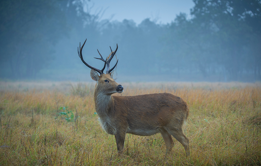 Kanha gallery image 1