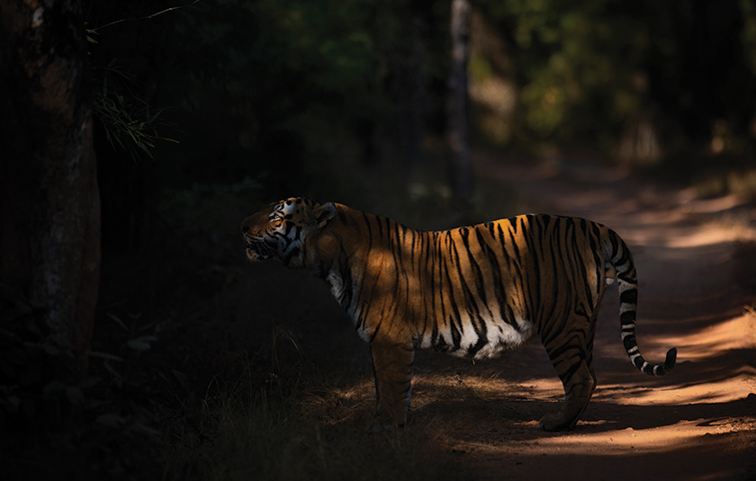 Kanha gallery image 2