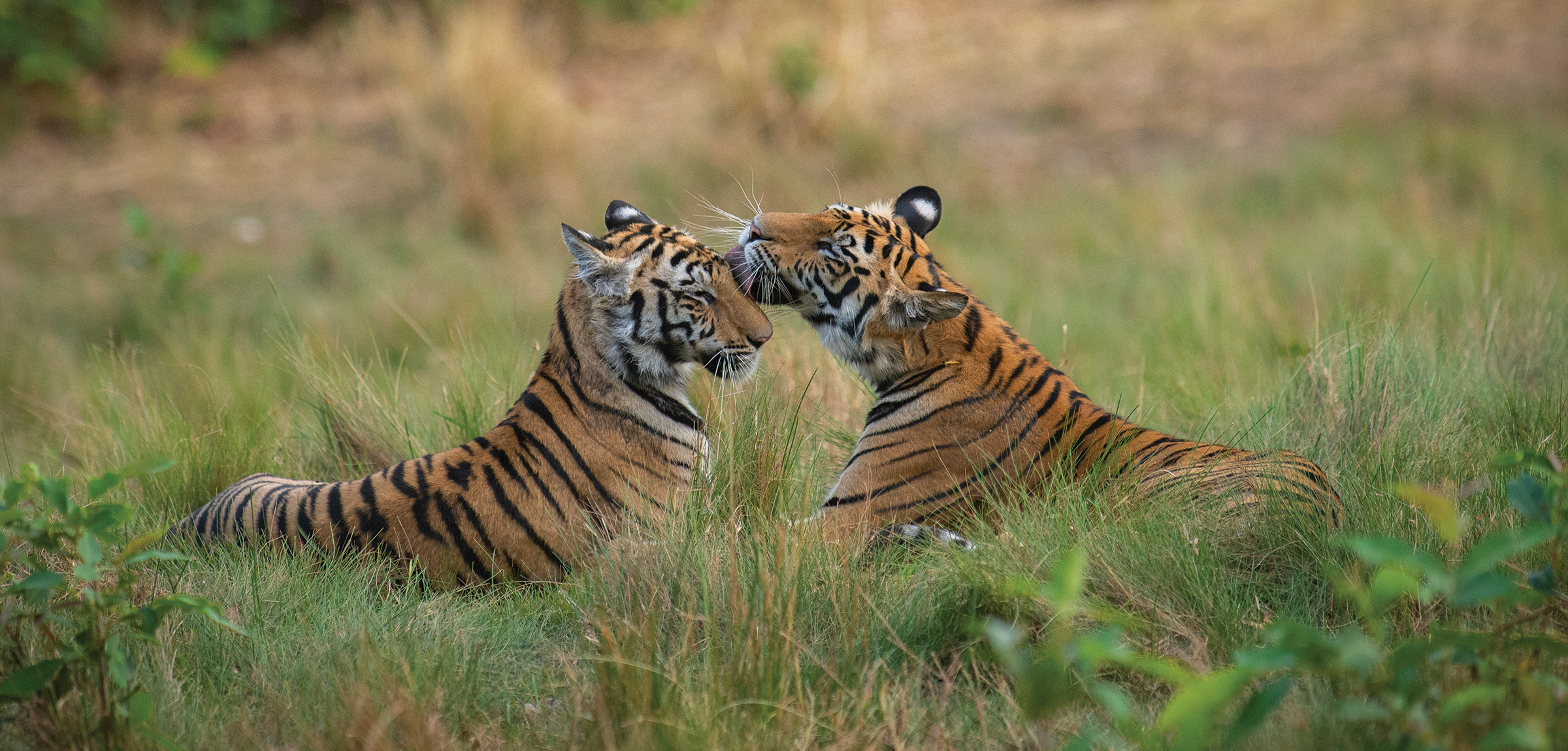 Kanha