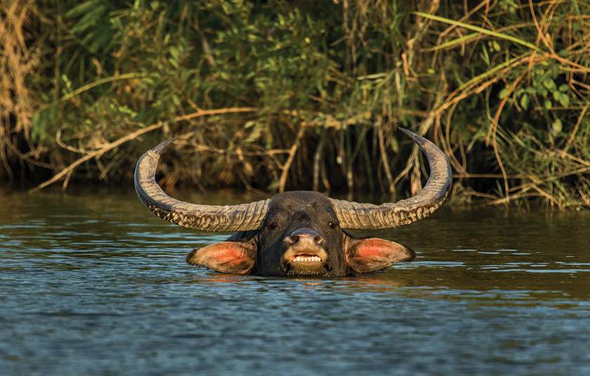 Kaziranga gallery image 1
