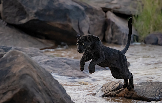 Laikipia Black Leopard Expedition gallery image 1