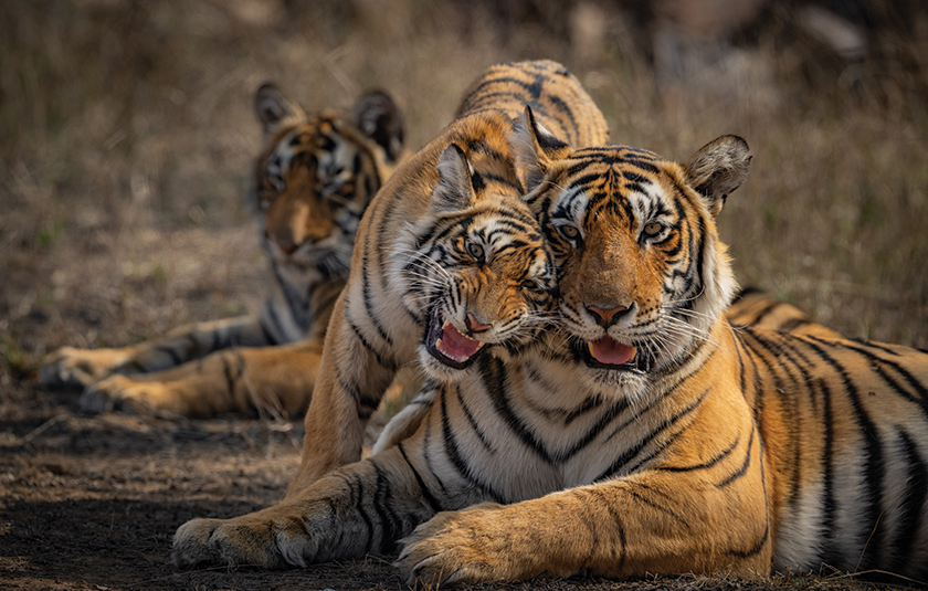 Ranthambhore gallery image 1