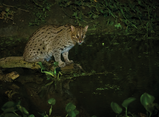 India’s Small Cats Safari gallery image 1