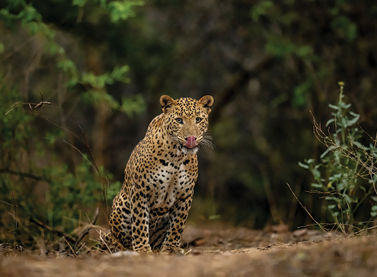 Pink City with Pink Panthers gallery image 1