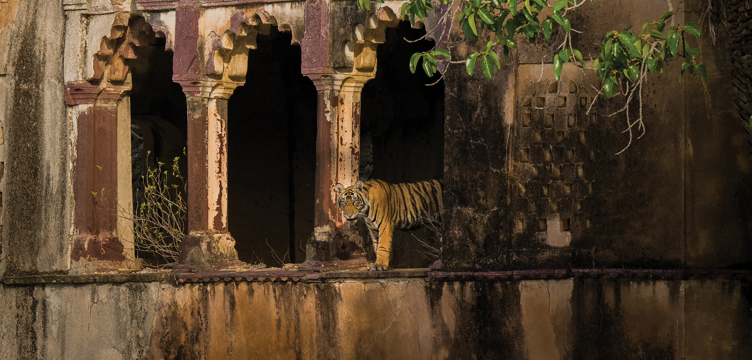 Royal Rajasthan Safari
