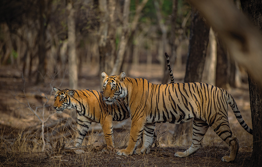 Ranthambhore gallery image 2