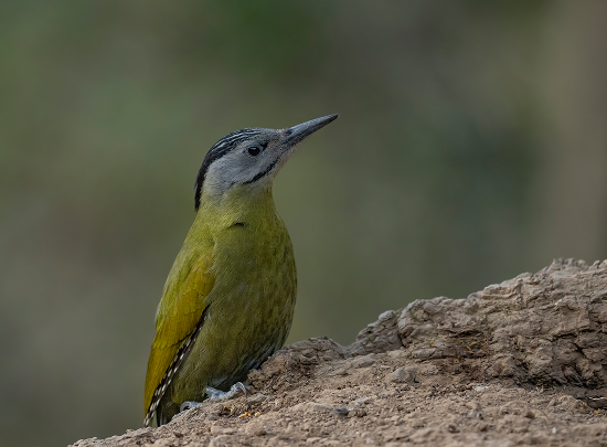 Uttarakhand Wildlife Circuit gallery image 1