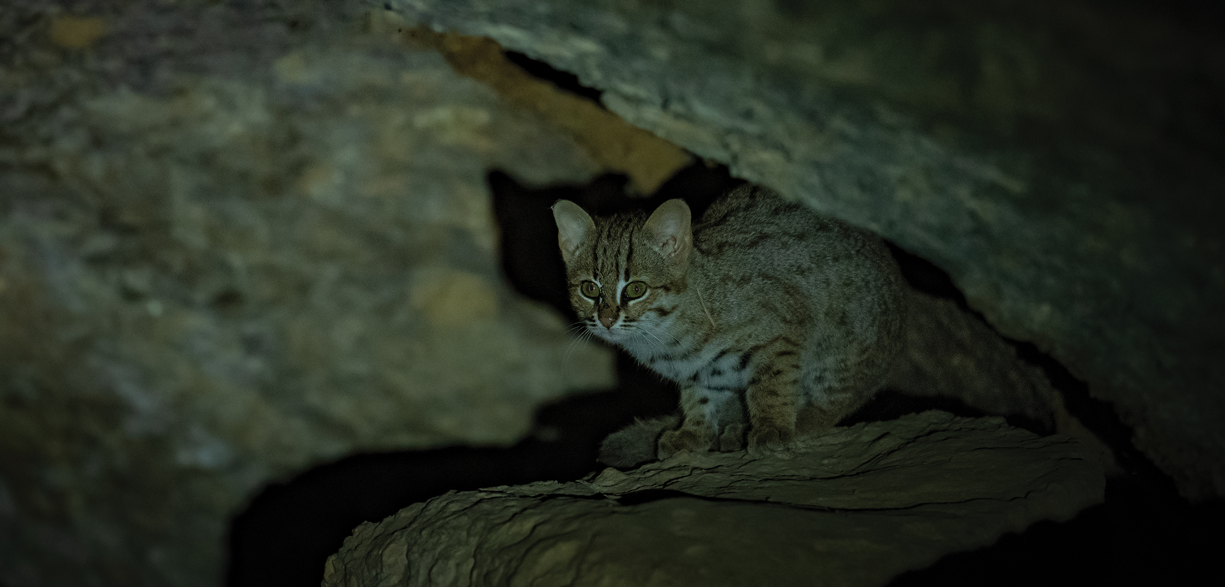India’s Small Cats Safari