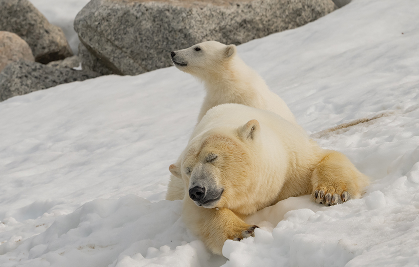 Svalbard gallery image 2