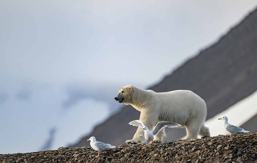 Svalbard gallery image 3