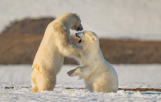 Svalbard Expedition gallery image 1
