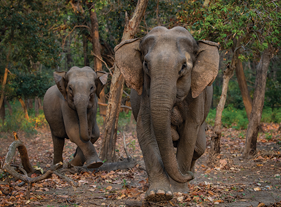 Terrific Terai gallery image 1