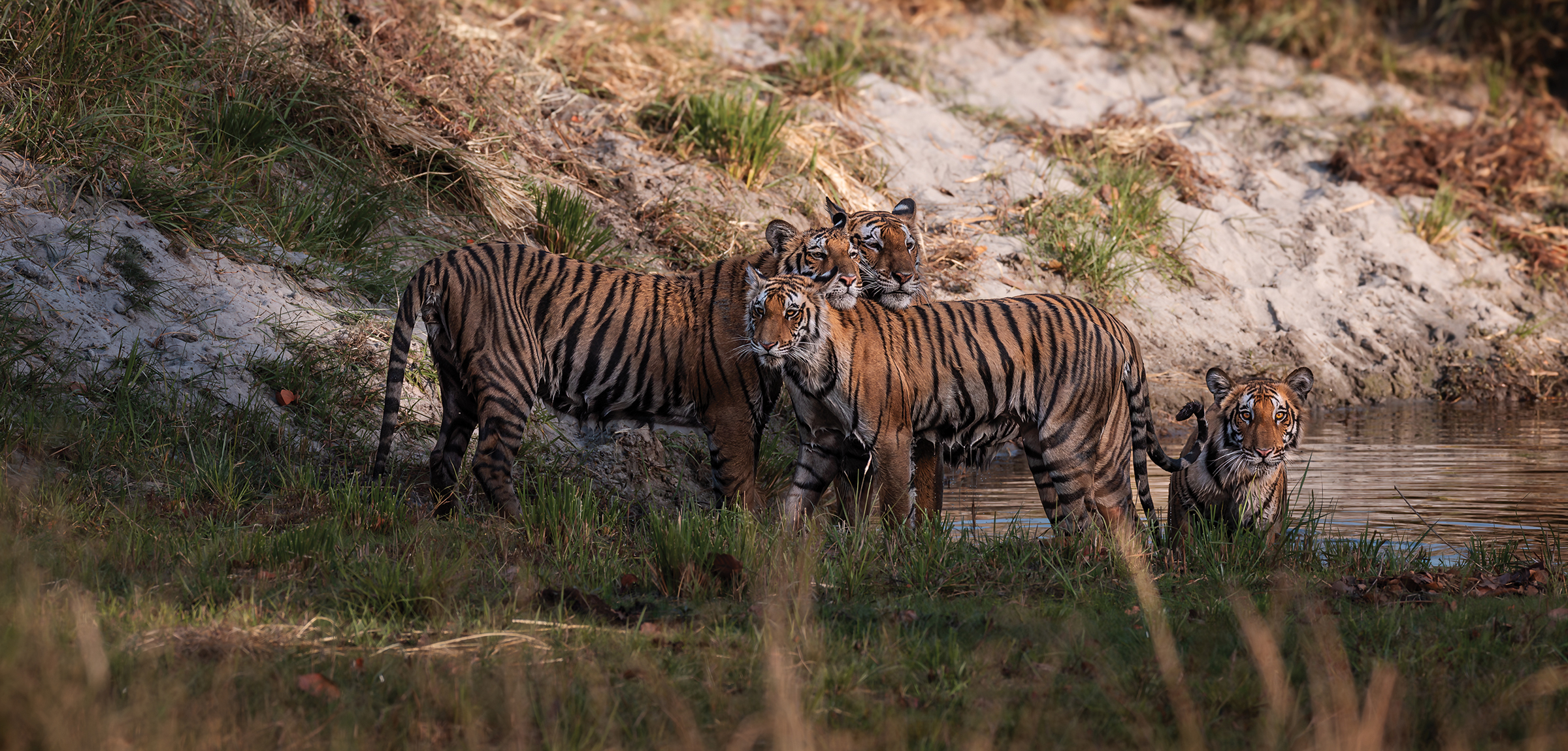 Terrific Terai