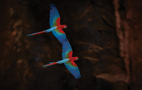 The Pantanal Wetlands gallery image 1
