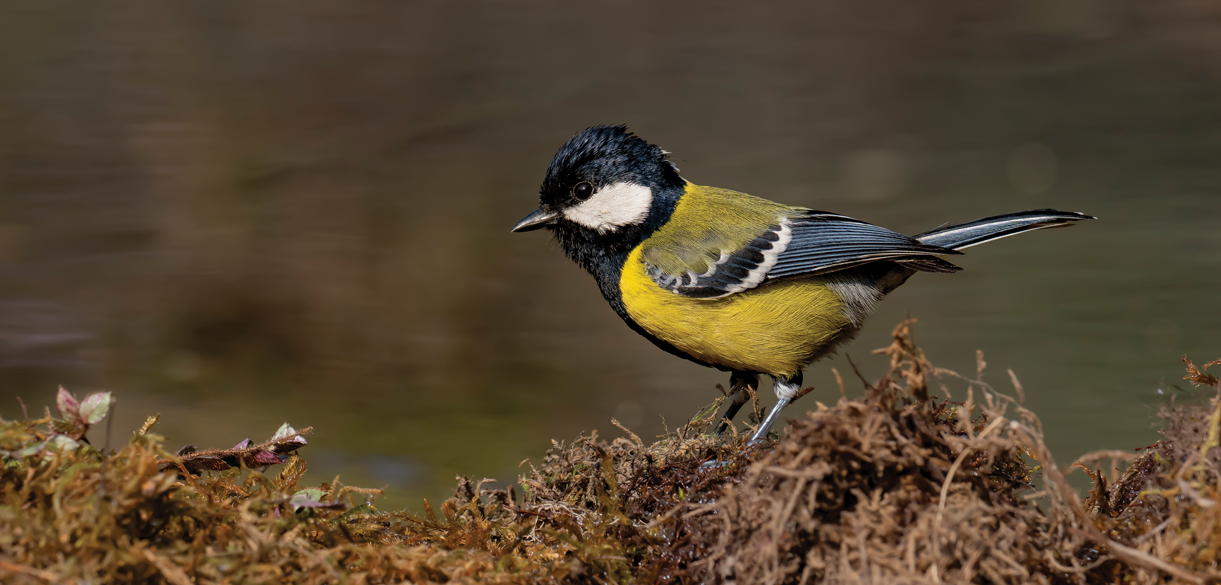 Uttarakhand Wildlife Circuit