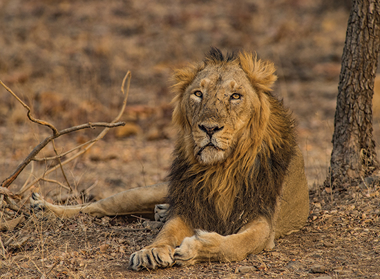 India’s Big Five Safari gallery image 1