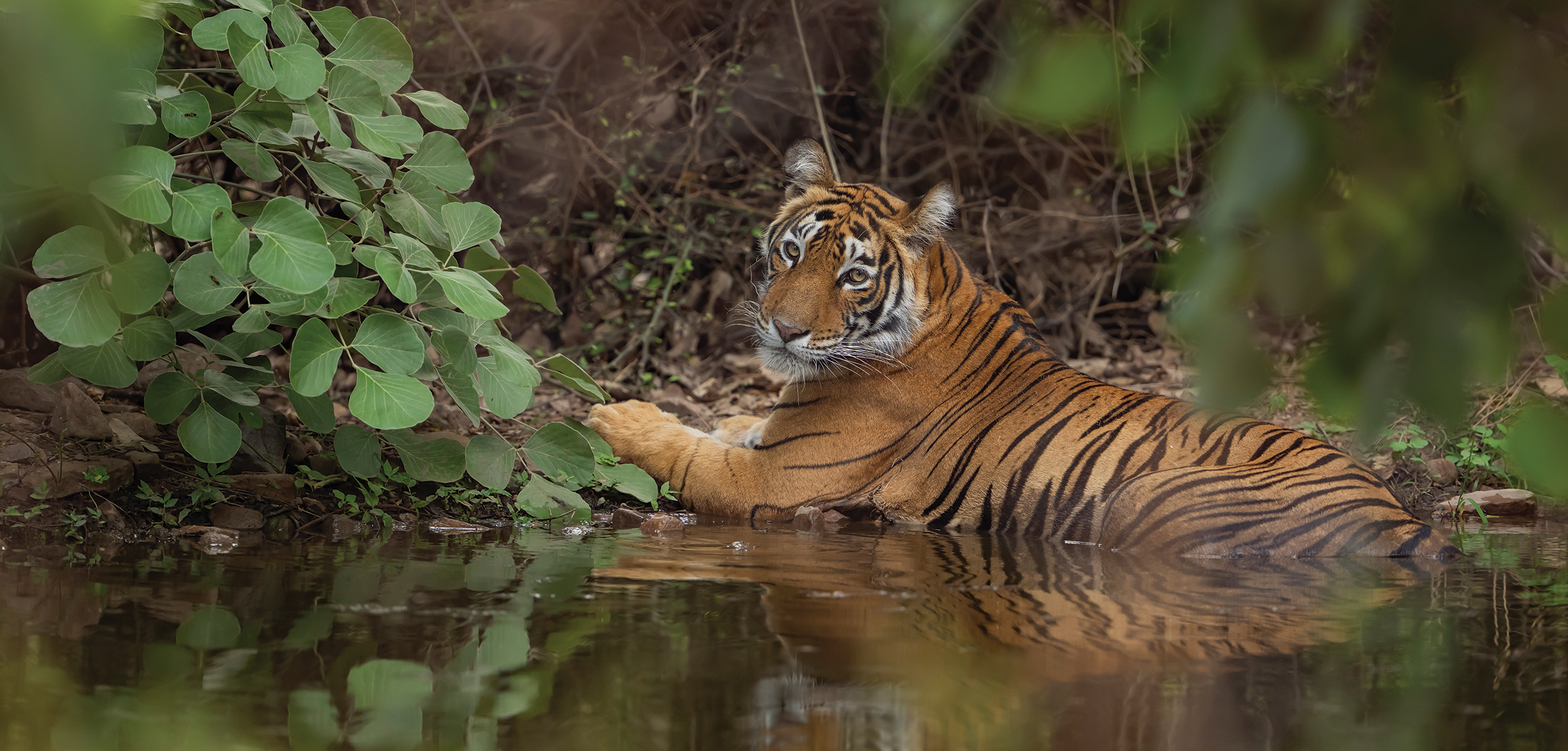 India’s Big Five Safari